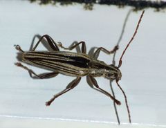 Navomorpha sulcata