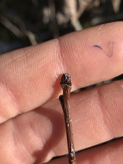 Crataegus harbisonii