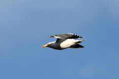 Larus michahellis atlantis