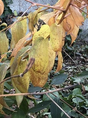 Botrytis