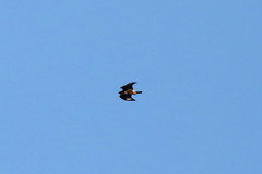Buteo buteo rothschildi