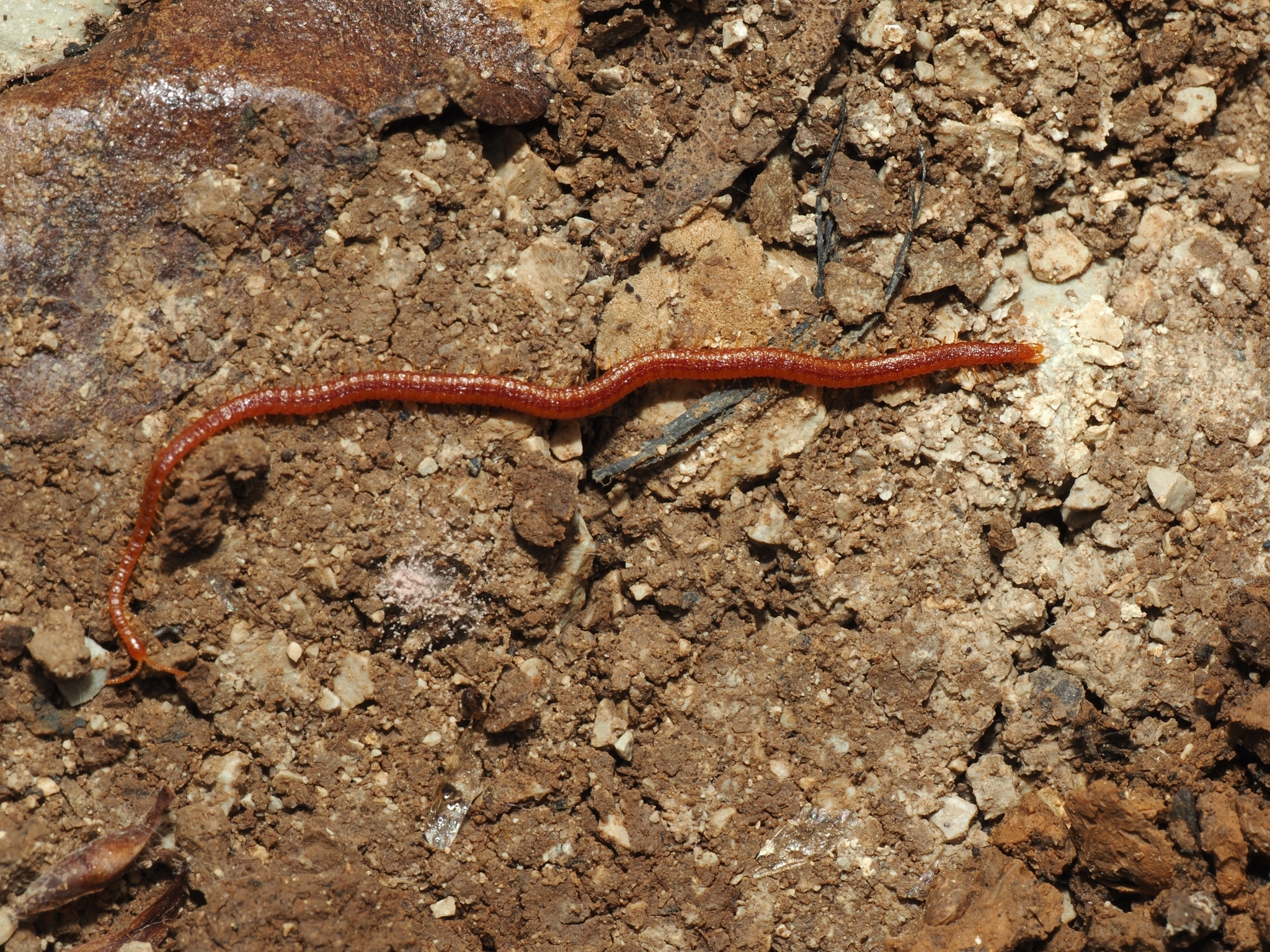 Dignathodon microcephalus Lucas, 1846