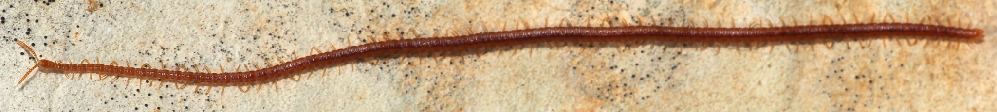 Dignathodon microcephalus Lucas, 1846