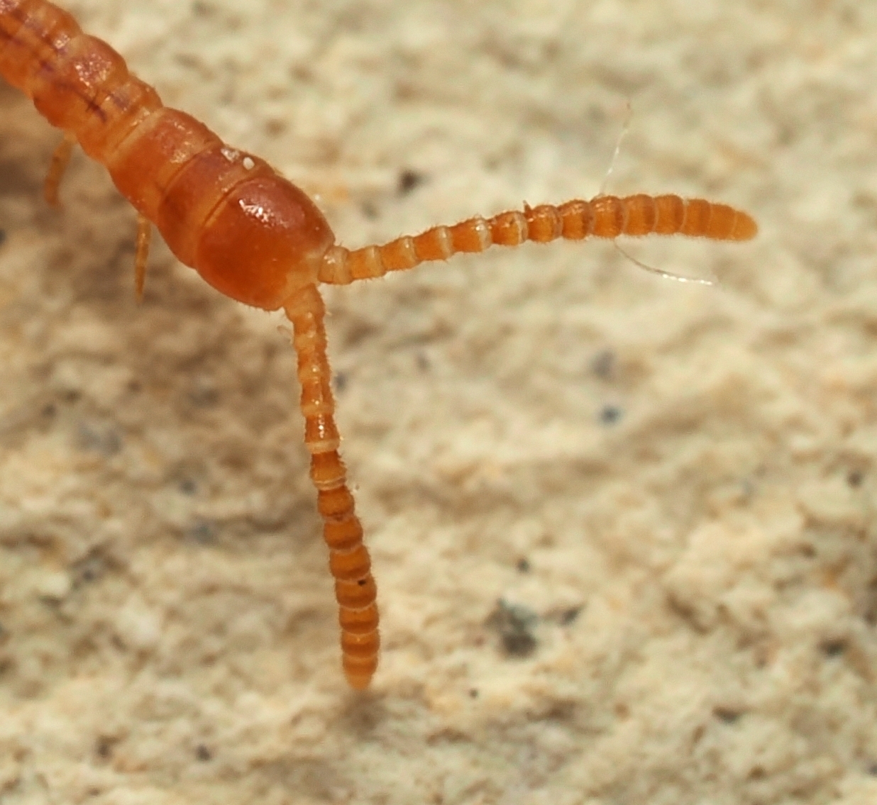 Dignathodon microcephalus Lucas, 1846