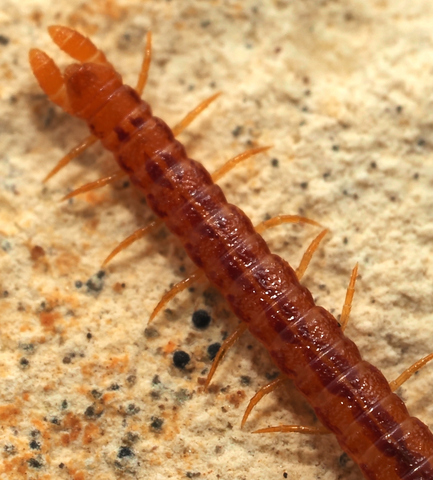 Dignathodon microcephalus Lucas, 1846