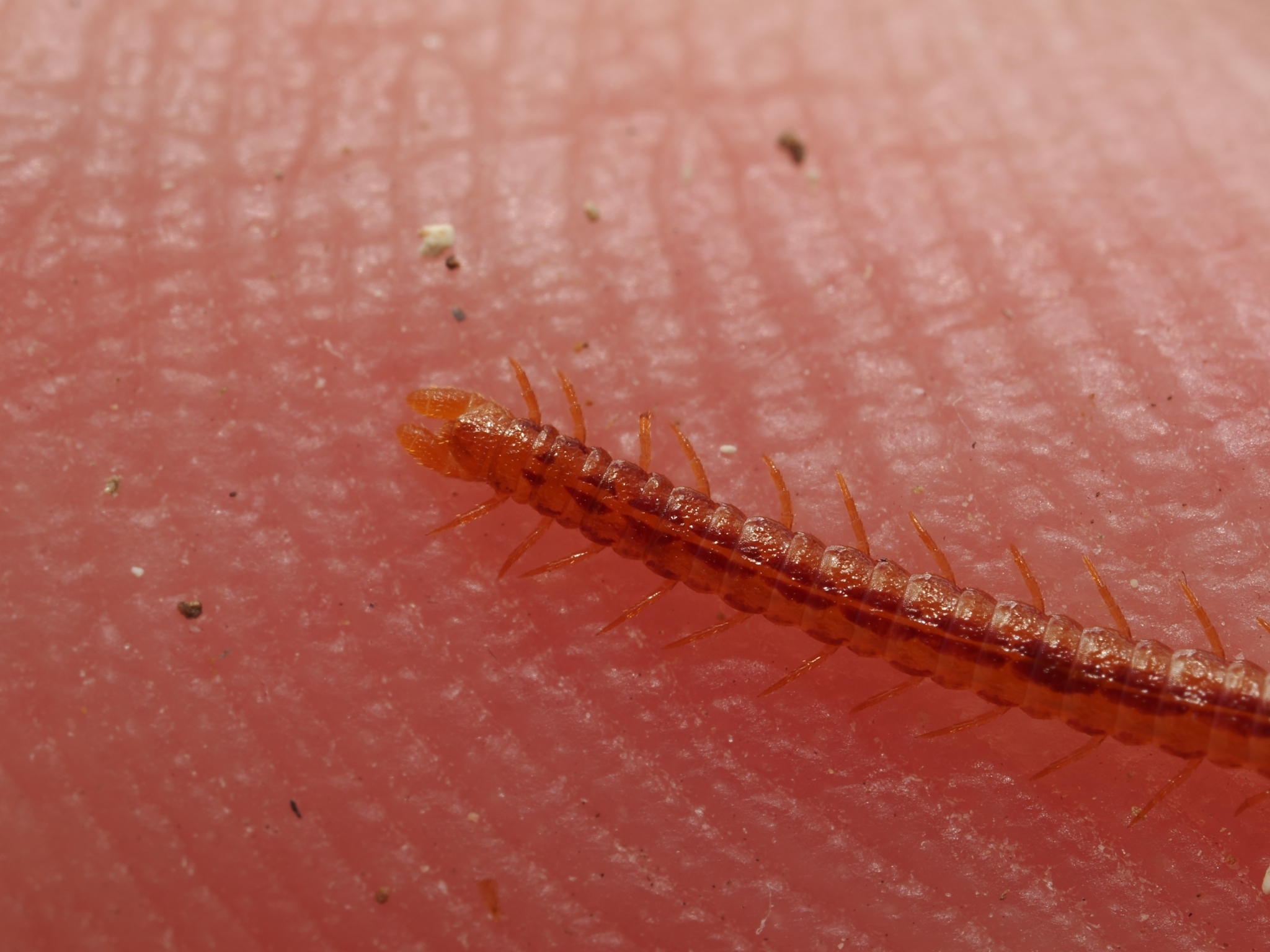 Dignathodon microcephalus Lucas, 1846