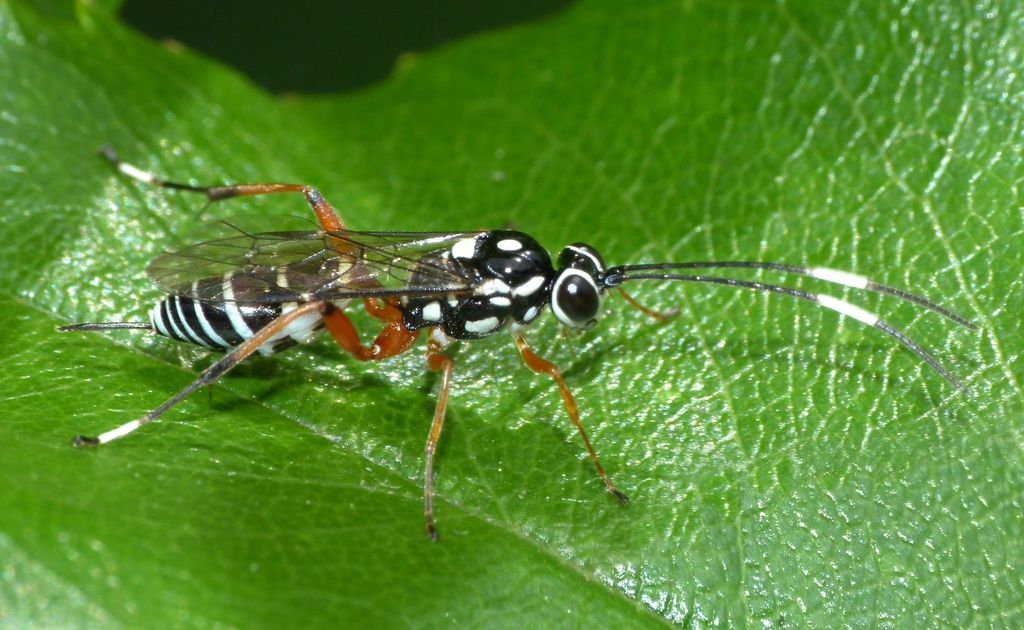 Glabridorsum stokesii