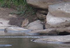 Burhinus senegalensis