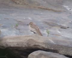 Burhinus senegalensis