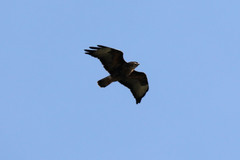 Buteo buteo rothschildi