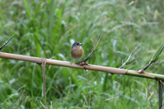 Fringilla coelebs moreletti