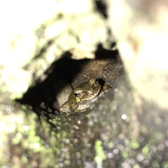 Hyla japonica