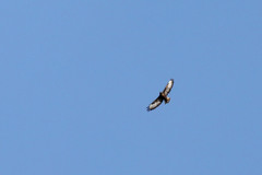 Buteo buteo rothschildi