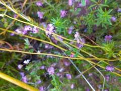 Erica filiformis