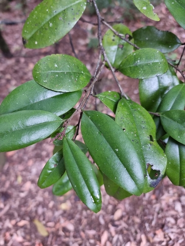Diospyros laurina, 2025-09-05