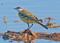 Motacilla flava cinereocapilla