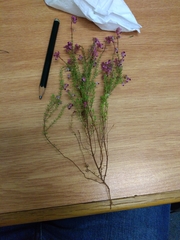 Erica filiformis
