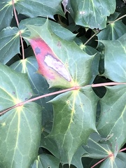 Calonectria