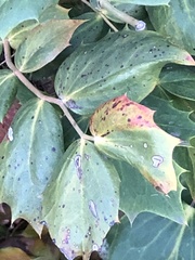 Calonectria