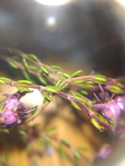 Erica filiformis