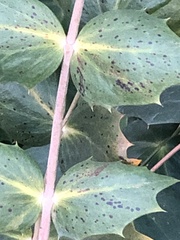 Calonectria