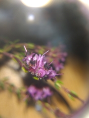 Erica filiformis