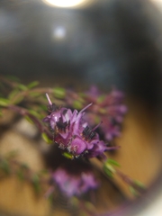 Erica filiformis
