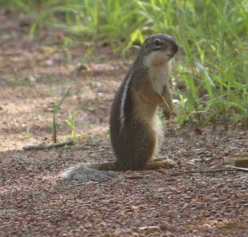 Striped Ground Squirrel