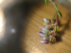 Erica filiformis