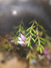 Erica filiformis