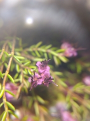 Erica filiformis