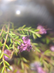 Erica filiformis
