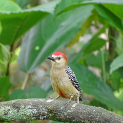 Melanerpes rubricapillus