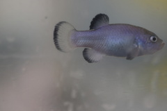 Devil's Hole Pupfish photo 2