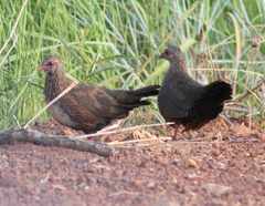 Ptilopachus petrosus