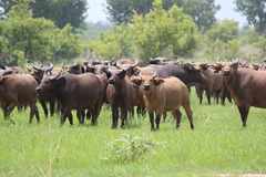 Syncerus caffer brachyceros