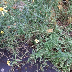 Senecio inaequidens