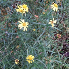 Senecio inaequidens