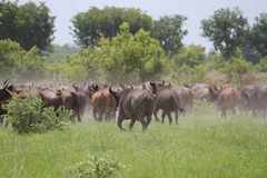 Syncerus caffer brachyceros