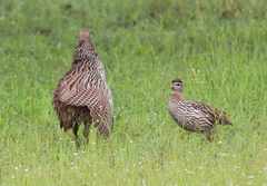 Pternistis bicalcaratus