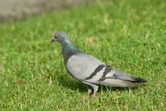Columba livia