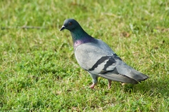 Columba livia
