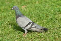 Columba livia