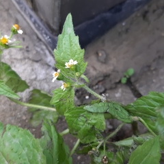 Galinsoga quadriradiata