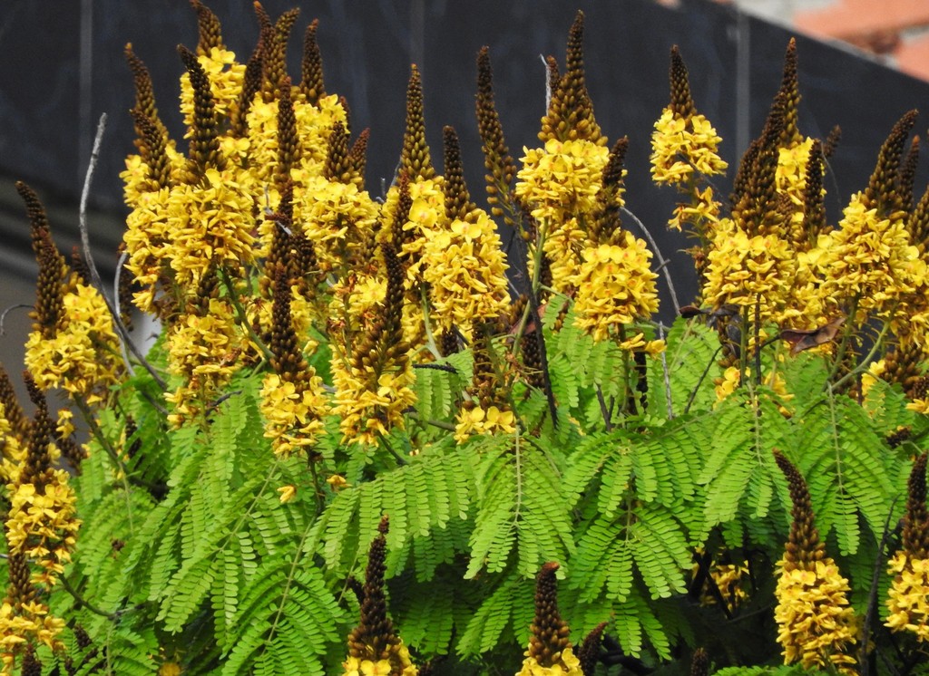 Cenostigma pluviosum