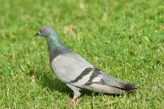 Columba livia