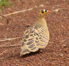 Pterocles quadricinctus