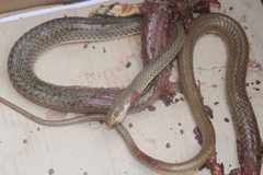 Psammophis afroccidentalis