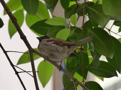 Passer domesticus