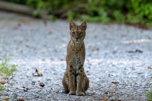 Bobcat photographed in Louisiana